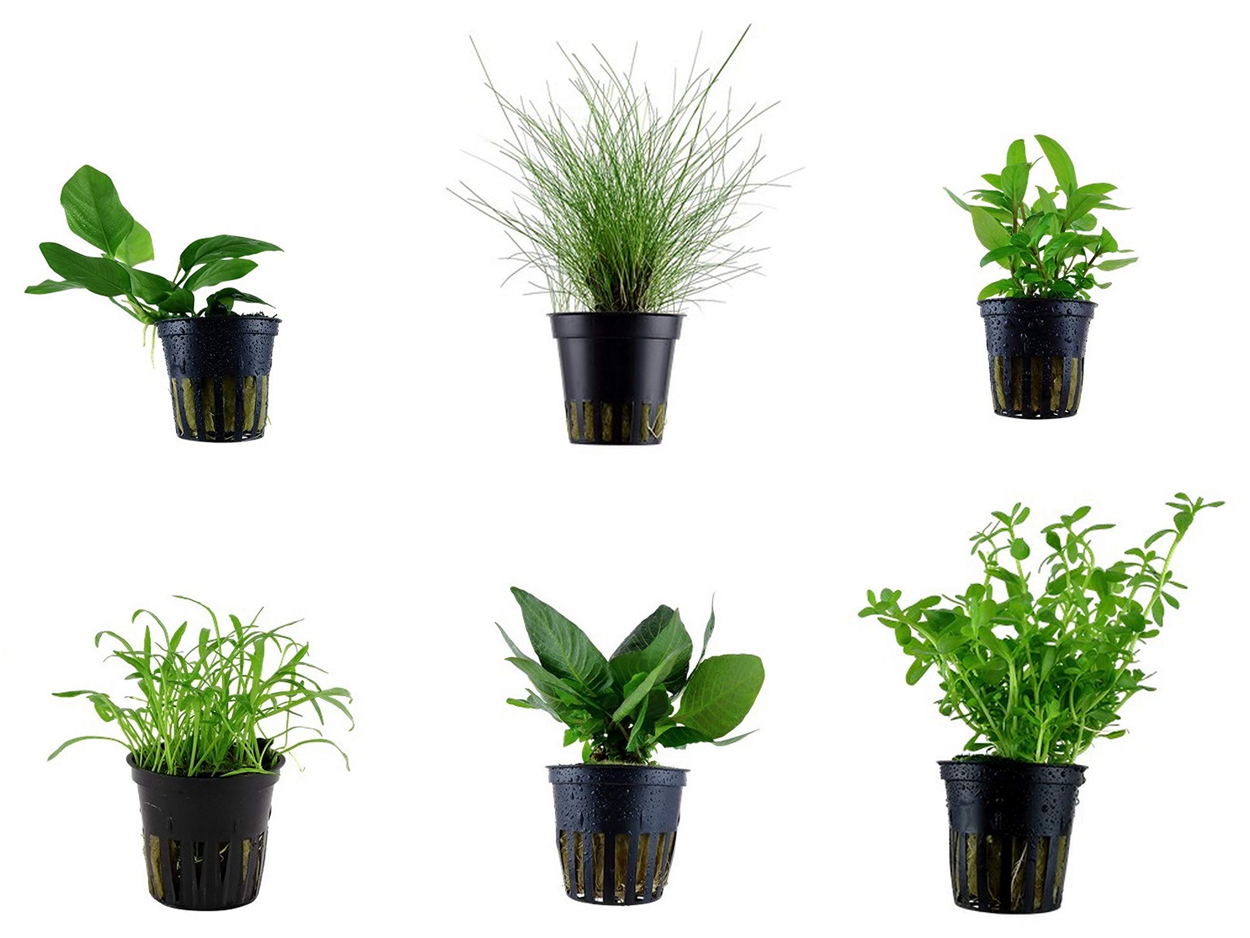 Tropica Nano Set mit 6 einfachen kleinen Topf Pflanzen Aquariumpflanzenset Nr.5 Wasserpflanzen Aquarium Aquariumpflanzen