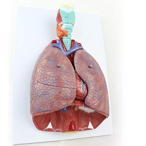 King-Dental Medizinische menschliche Brust/Hals-Anatomie Kehlkopf Herz und Lunge Anatomisches Modell mit 51 Teilen Anzeigezeichen