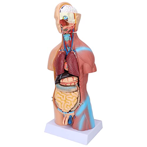Körpermodell, 17,7-Zoll-menschliches Torso-Modell, genaue Struktur für den Unterricht in der Schule für das Krankenhaus
