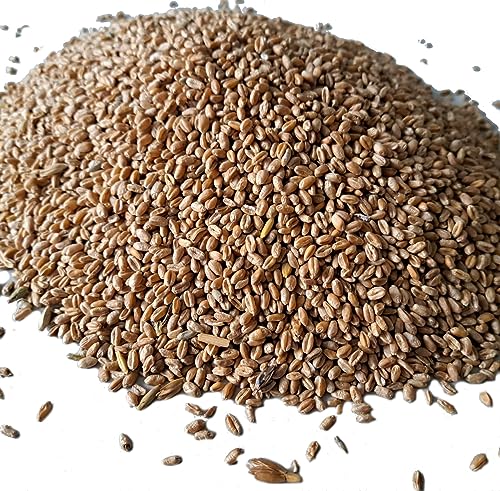Rätze-Mühle Weizen Ganzkorn 25kg Futterweizen Futtermittel