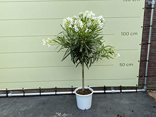 Oleander auf hochstamm, farbe weiẞ, 80/100 cm - A+