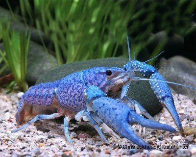Garnelio - Blauer Floridakrebs - Procambarus alleni - 1 Pärchen