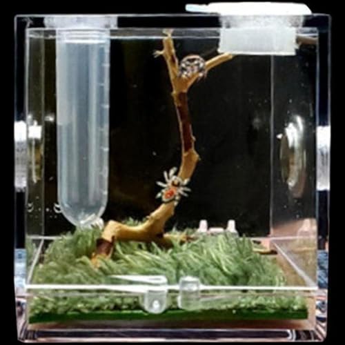 MegLob Mini -Reptilien -Terrarium -Kit, Micro Habitat Reptile Tank Für Sprungspinnen, Winzige Reptilien -Fütterungsschachtel, Taschenreptilien -Wachstumspanzer Für Insekten/Schnecken,M