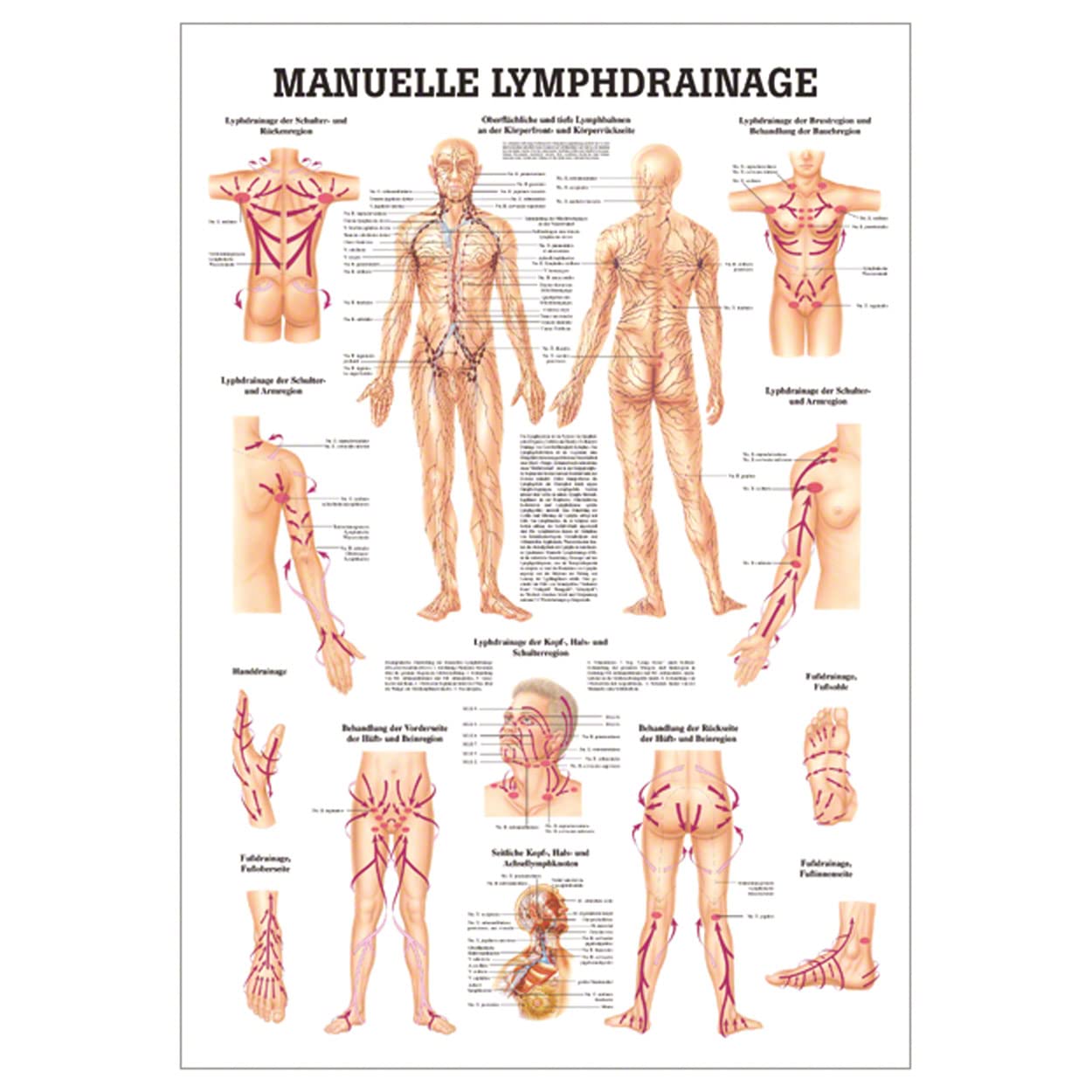 Sport-Tec Manuelle Lymphdrainage Lehrtafel Anatomie 100x70 cm medizinische Lehrmittel