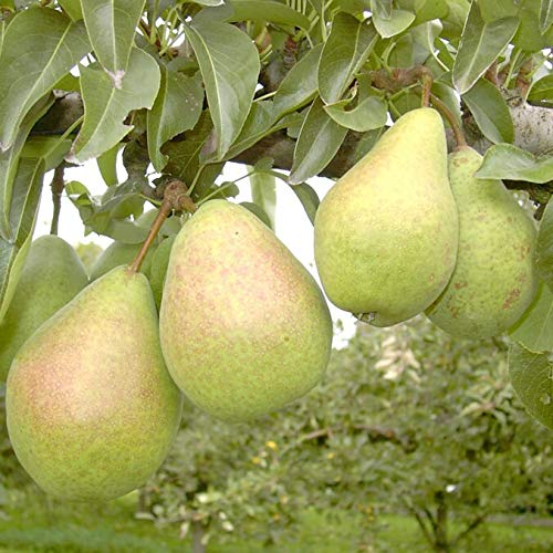 Köstliche von Charneux Herbstbirne Birnenbaum Birne Buschbaum ca. 110-140 cm 7,5 Liter Topfballen Quitte A