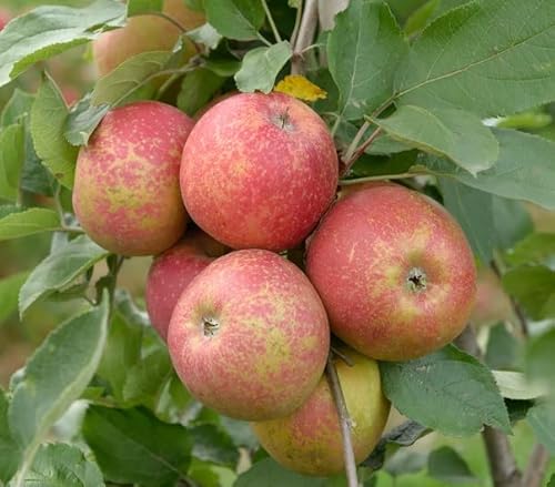 Roter Boskoop, Winterapfel, Buschbaum (kleinbleibend), 120-140cm, im Topf