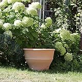 Kreta-Keramik | frostfester handgefertigter Terracotta Blumentopf/Pflanzgefäß | 50 cm | groß | Keramik für Außen Garten Terrasse Deko, Buxus