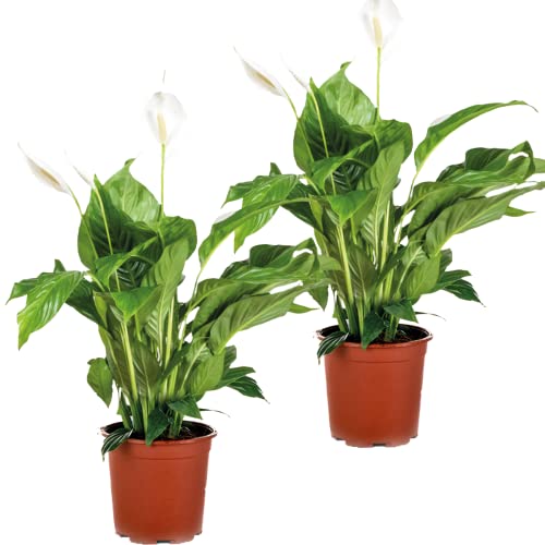 Friedenslilie | Spathiphyllum 'Vivaldi' pro 2 Stück - Zimmerpflanze im Aufzuchttopf ⌀17 cm - 70 cm