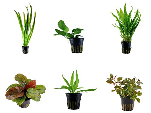 Tropica Einsteiger Set mit 6 einfachen Topf Pflanzen Aquariumpflanzenset Nr.29 Wasserpflanzen Aquarium Aquariumpflanzen
