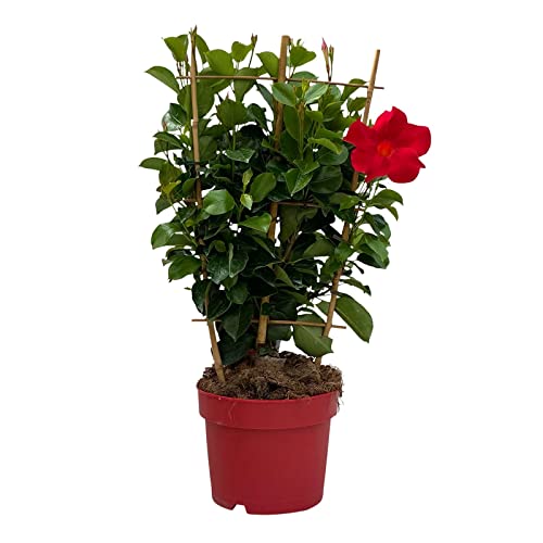 Dipladenie Pflanze, echte Dipladenia sanderi, Spalier, rot, Topf-Ø 17 cm