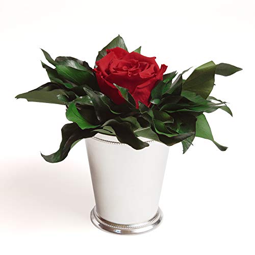 ROSEMARIE SCHULZ Heidelberg Infinity Blume in silberfarbenen Becher 1 ewige Rose konserviert Blumenstrauß langhaltend (Rot, 1 Rose)