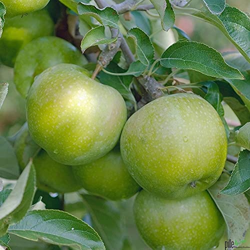 Apfelbaum Säulenobst Terrassen Obstbaum Spalierobst als Säule wachsend (Apfel Säule grün)