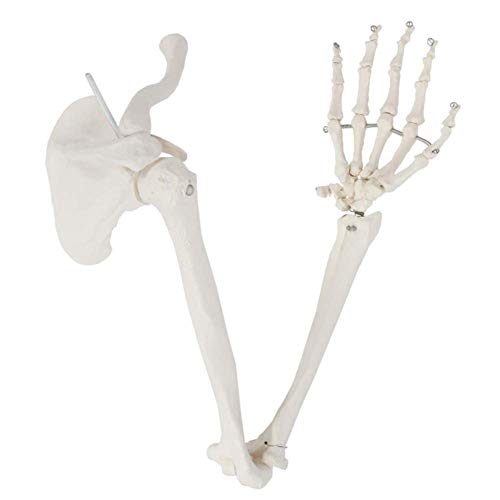 LBYLYH Menschliches Gelenkmodell Menschliches Armskelett Modell-Aktiv-Alle Armknochen-Medizinisches Display-Teaching -28inches