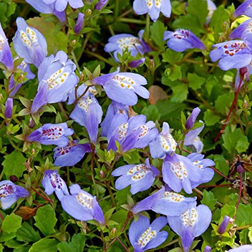 6x Mazus Reptans – Blaue Mazus – Teichpflanze – Bodendecker – Zone 1/2 – ⌀09cm – 15-25 cm