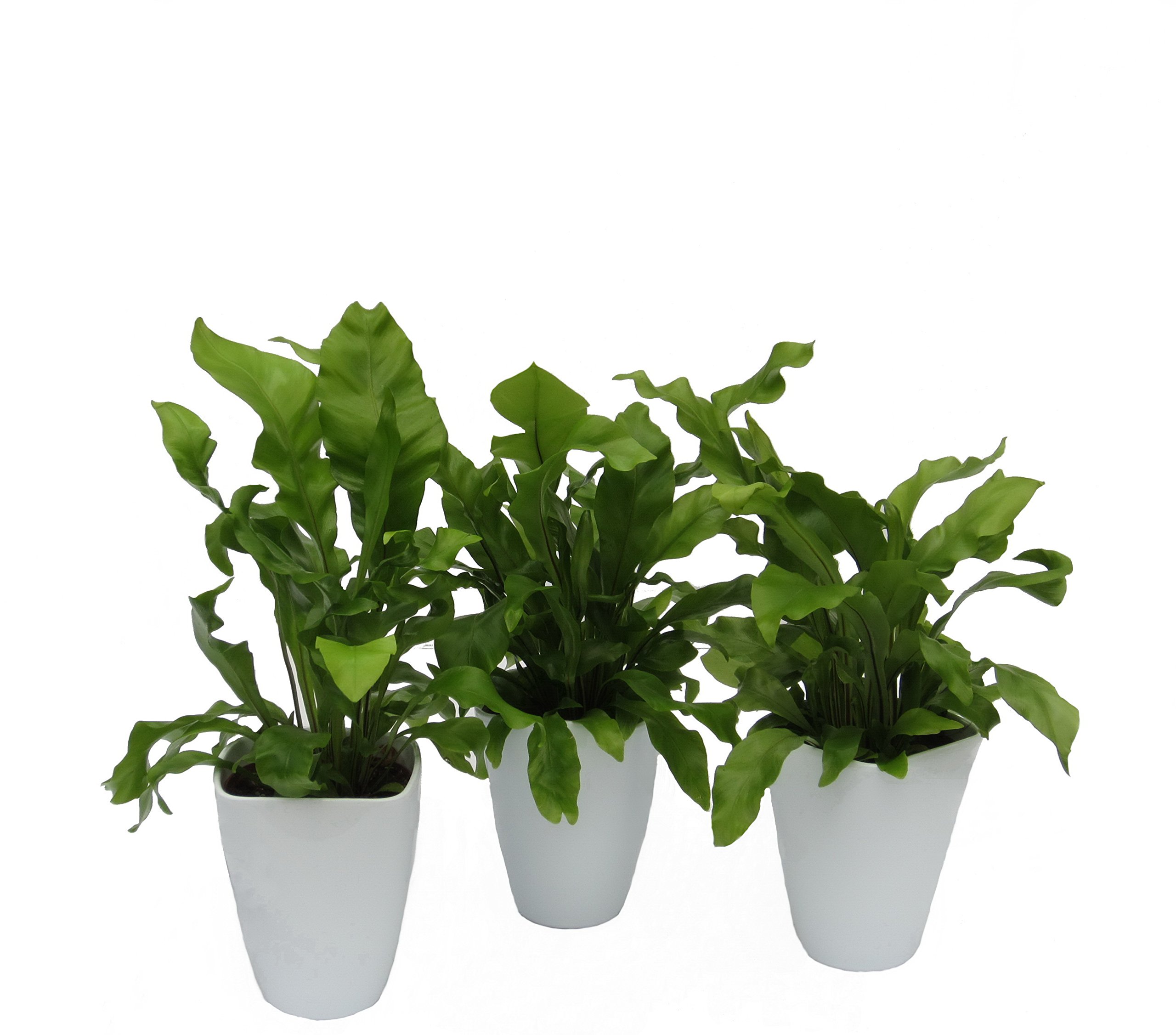 Dominik Blumen und Pflanzen, Zimmerpflanzen Nestfarn "Asplenium nidus", 3 Pflanzen, circa 15 cm hoch, 13 cm Topf und Dekotopf, weiß / grün