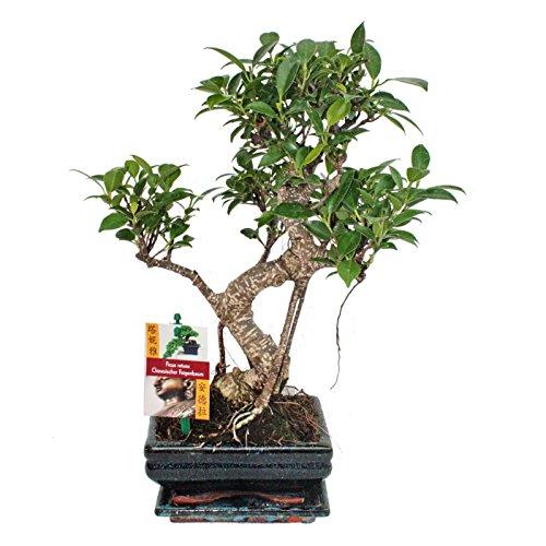 Exotenherz - Bonsai Chinesischer Feigenbaum - Ficus retusa - ca. 6 Jahre