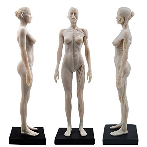 Aprodite Kunstharz weiblicher Körper Muskel-Skelett Anatomisches Modell CG Gemälde Skulptur 1:6 weiß 30 cm
