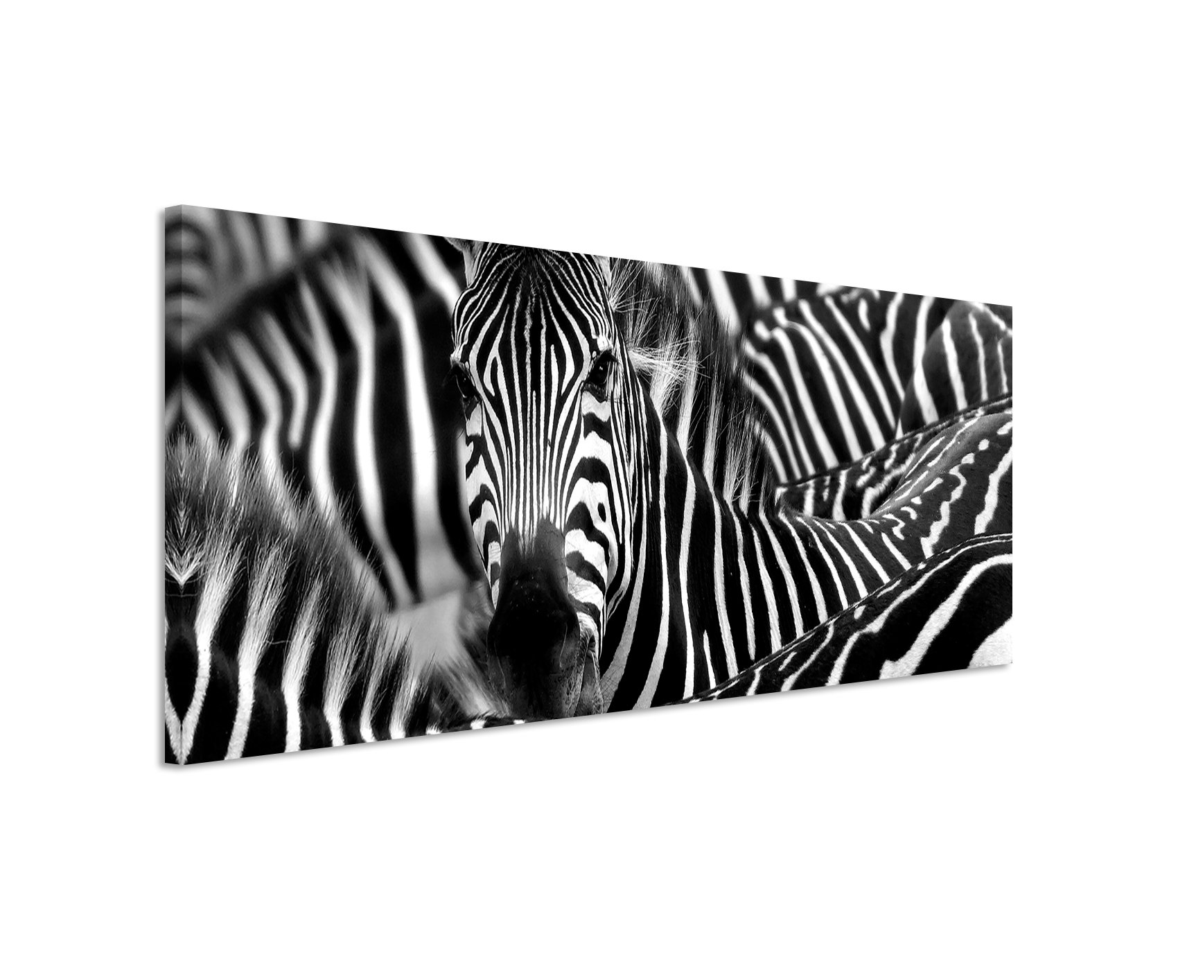 Unique Wunderschönes Wandbild 150x50cm Tierbilder – Zebra in Seiner Herde
