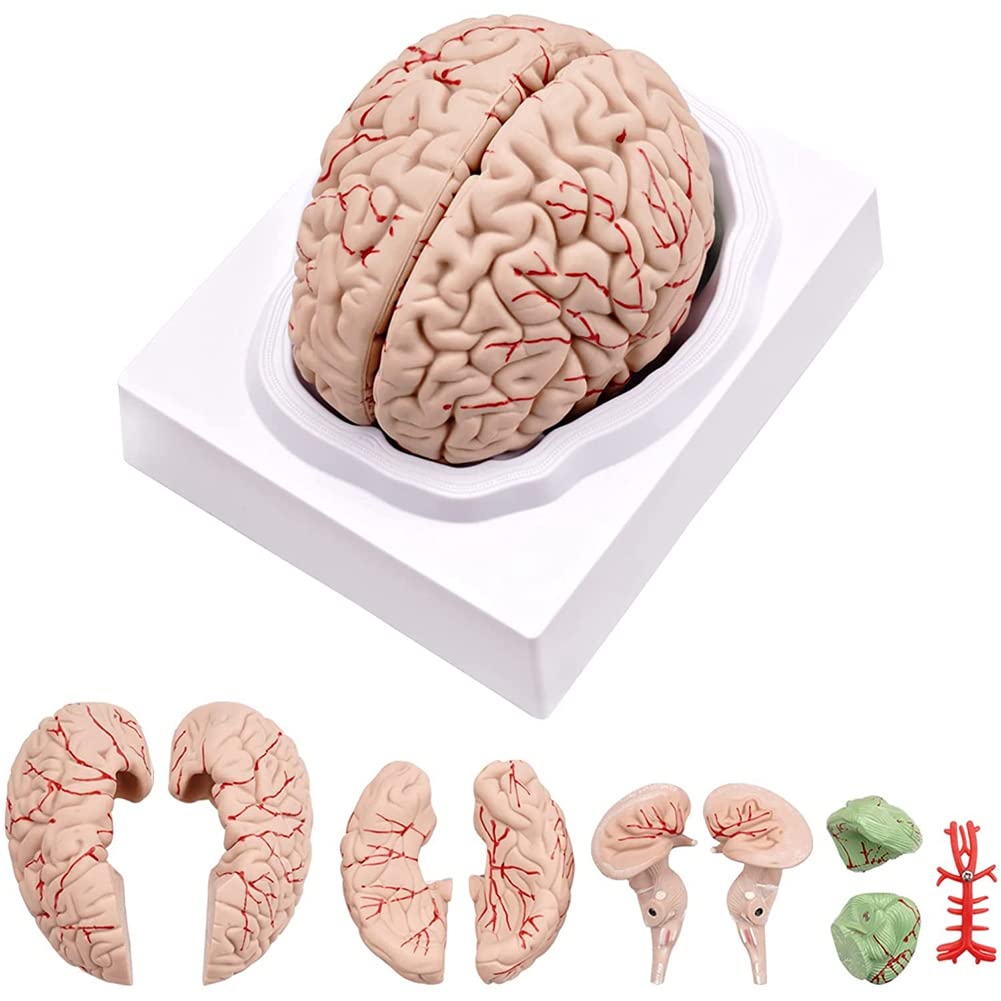 Menschliches Gehirn, Anatomie Modell Des Menschlichen Gehirns GrößE mit Display, für Naturwissenschaftliches Unterrichts- und Lehren Display B