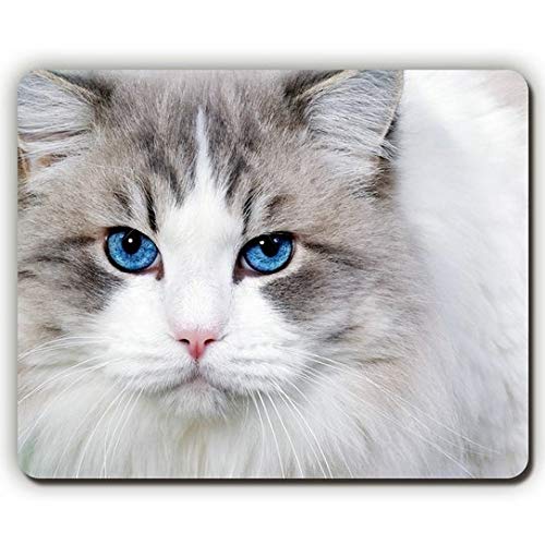 Gaming Mouse Pad von Hoher Qualität, Mousepad, Katzen - Blaue Augen, Gesicht IST Hübsch, Spiel - Büro - Mousepad