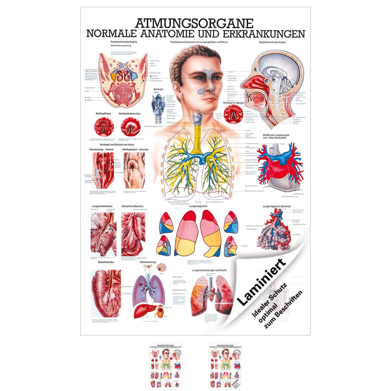 Die Atmungsorgane Lehrtafel Anatomie 100x70 cm medizinische Lehrmittel