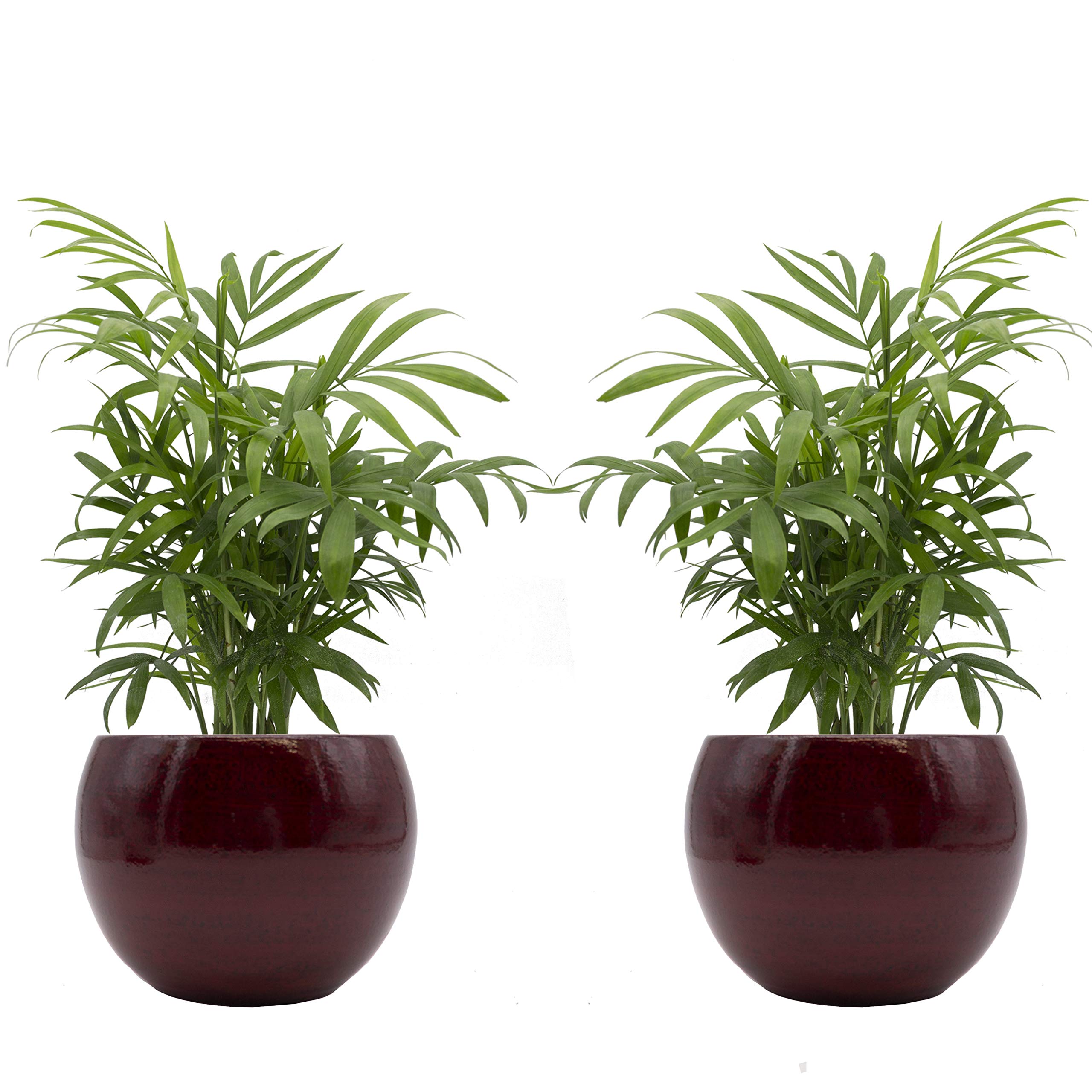 Zimmerpalmen-Duo mit handgefertigtem Keramik-Blumentopf "Cresto Rot" - 2 Pflanzen und 2 Dekotöpfe