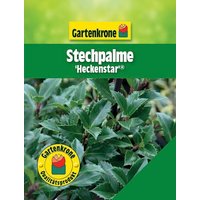Gartenkrone Stechpalme, Ilex meserveae »Heckenstar «, weiß, winterhart - gruen