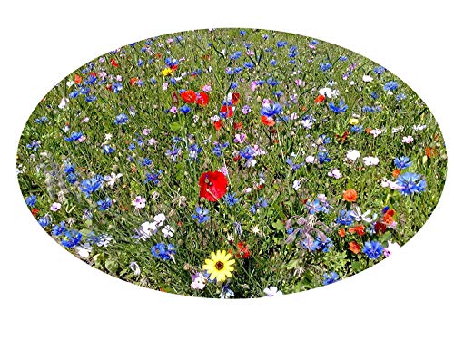 100-150 m² Blumenwiese (Saat ohne Gras, mit Saathelfer) - für feuchte Standorte 1 kg Hummeln Bienenwiese Schmetterlinge Blumenmischung
