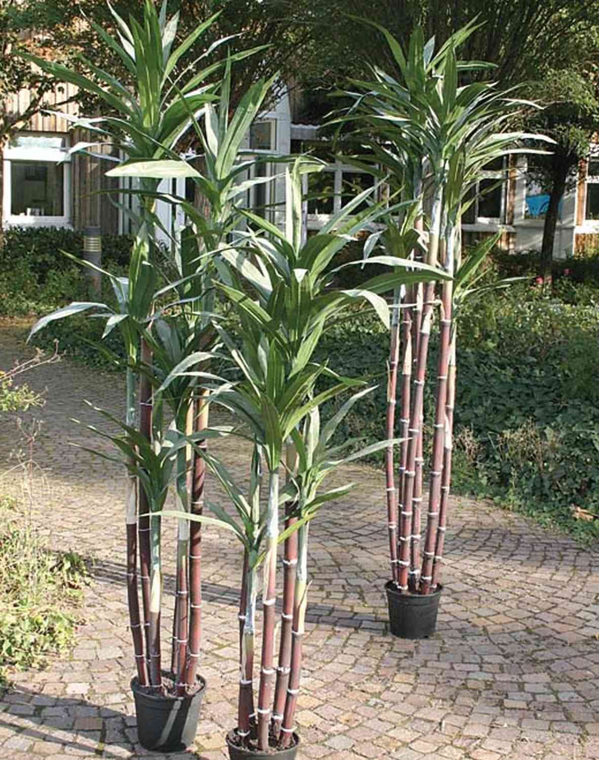 artplants.de Künstliche Zuckerrohrpflanze Enyo, grün, 210cm - Deko Zuckerrohr - kunstpflanze