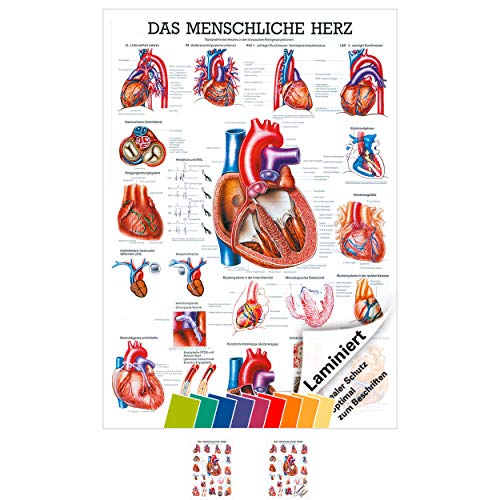 Das Herz Lehrtafel Anatomie 100x70 cm medizinische Lehrmittel