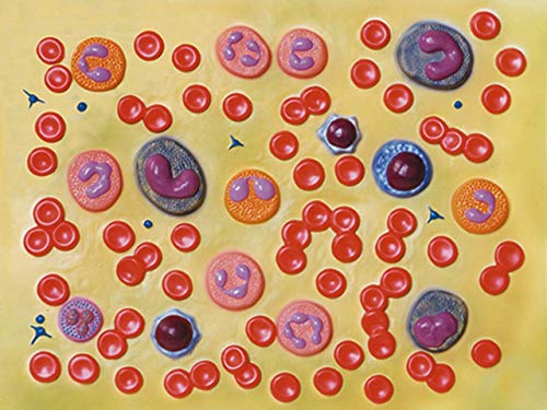 Gima - 1-teiliges, sehr Detailliertes Anatomisches Modell der Blutzellen, 2.000X-Vergrößerung