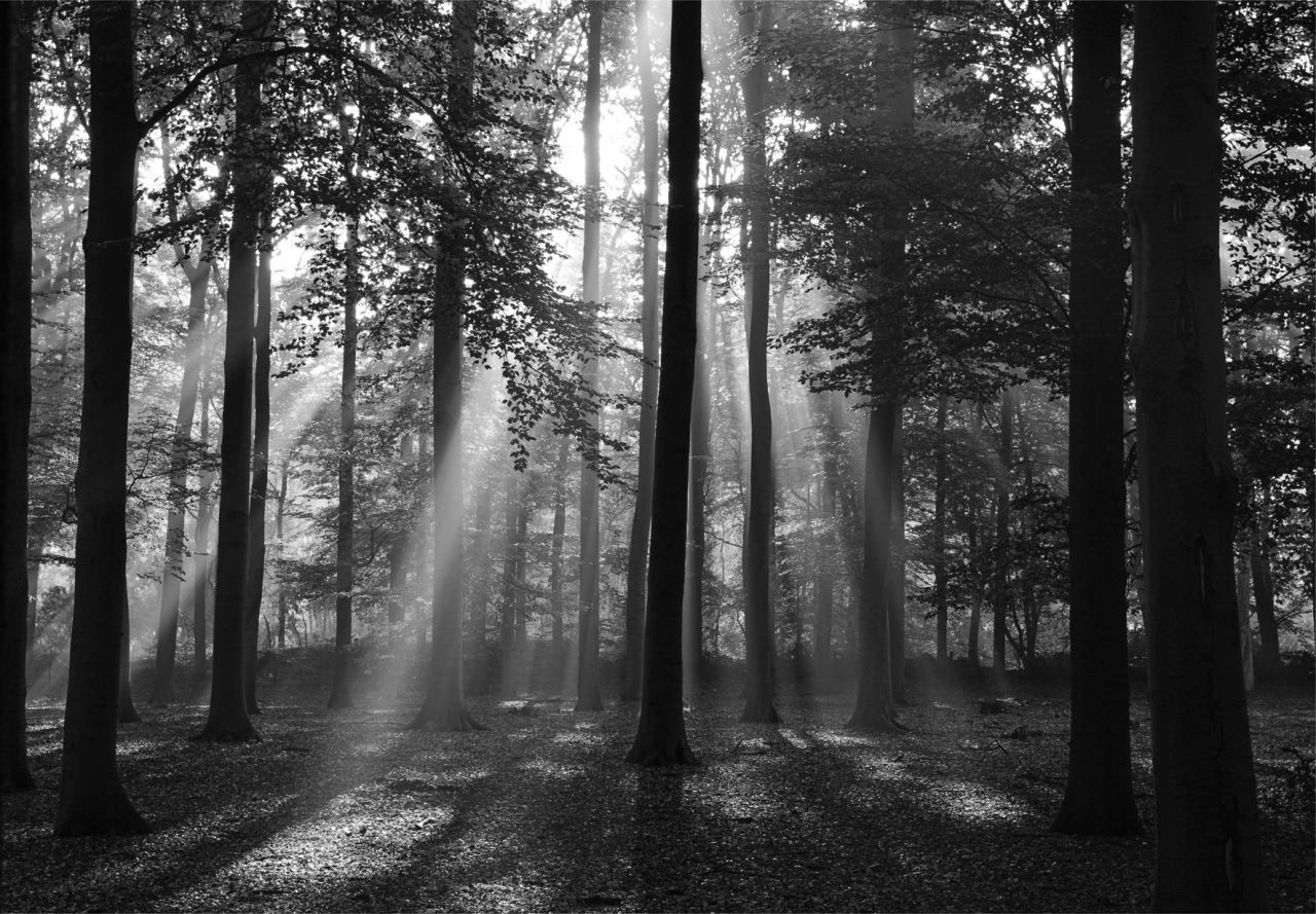 papermoon Vlies- Fototapete Digitaldruck 350 x 260 cm Forrest morning in black & white