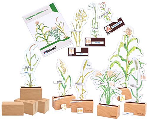 Betzold 760121 - Sparset Getreide bestimmen - Botanik Biologie Lehrmittel Grundschule