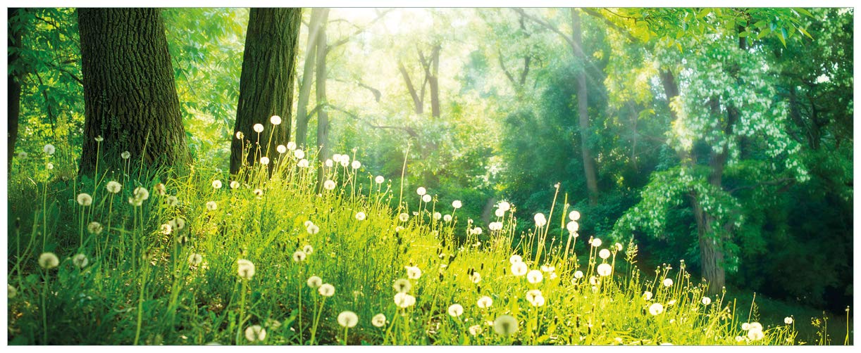 Wallario Glasbild Pusteblumen im Wald mit einfallenden Sonnenstrahlen - 50 x 125 cm Wandbilder Glas in Premium-Qualität: Brillante Farben, freischwebende Optik
