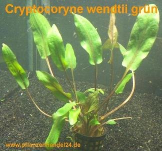 10 Töpfe Cryptocoryne wendtii grün, Wasserpflanzen
