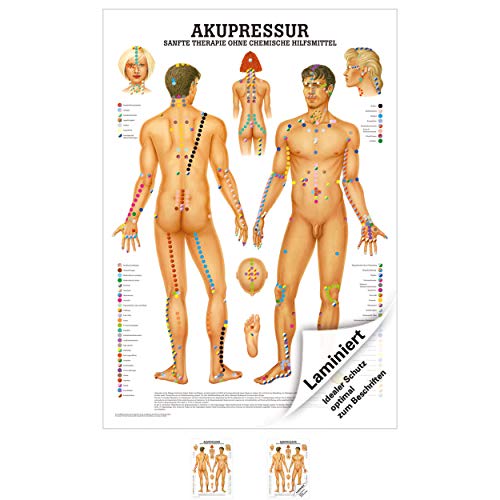 Akupressur Lehrtafel Anatomie 100x70 cm medizinische Lehrmittel