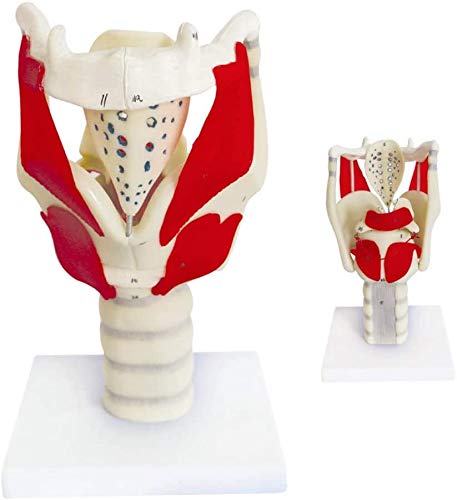 LBYLYH Kehlkopf Anatomisches Modell Mensch Modell Zur Verstärkung Der Halsstruktur Und -Funktion