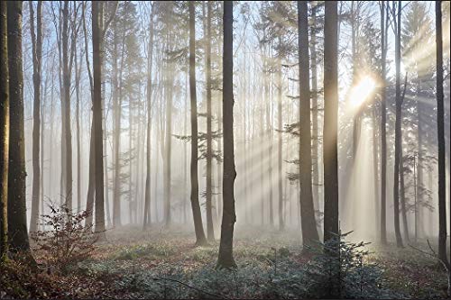 Muralo Fototapete Wald im Nebel 270 x 405 Vlies Ökosystem Naturreich Naturwelt - 98968412