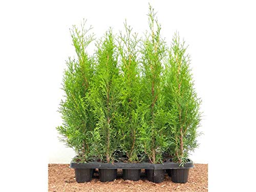 Edel Thuja Smaragd immergrüner Lebensbaum Heckenpflanze Zypresse im Topf gewachsen 40 cm (30 Stück)