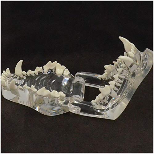 FHUILI Medizinische anatomische Tierzähne Modell - transparente Hunde Hund Zähne Modell - Hundezähne Unterrichtsmodell - für Veterinärunterrichtsunterricht Demonstration Werkzeug,A