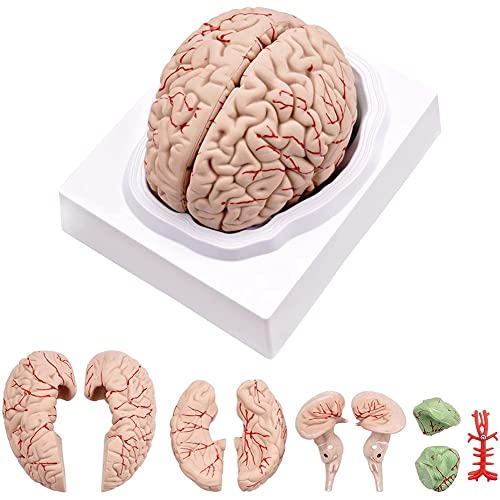 GANMEI Menschliches Gehirn, Anatomie Modell Des Menschlichen Gehirns im Leben GrößE mit Display Basis, für Naturwissenschaftliches Unterrichts- und Lehren Display B