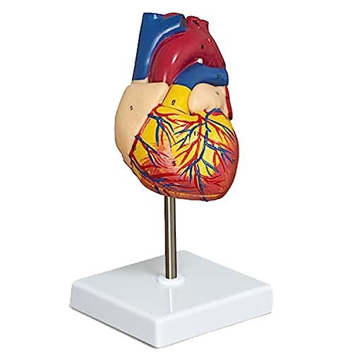 funyee Kunststoff-Herzmodell, 2-Teilig, Deluxe-Lebensgröße, Menschliches Herzmodell, Anatomie mit 34 Anatomischen Strukturen, Anatomisches