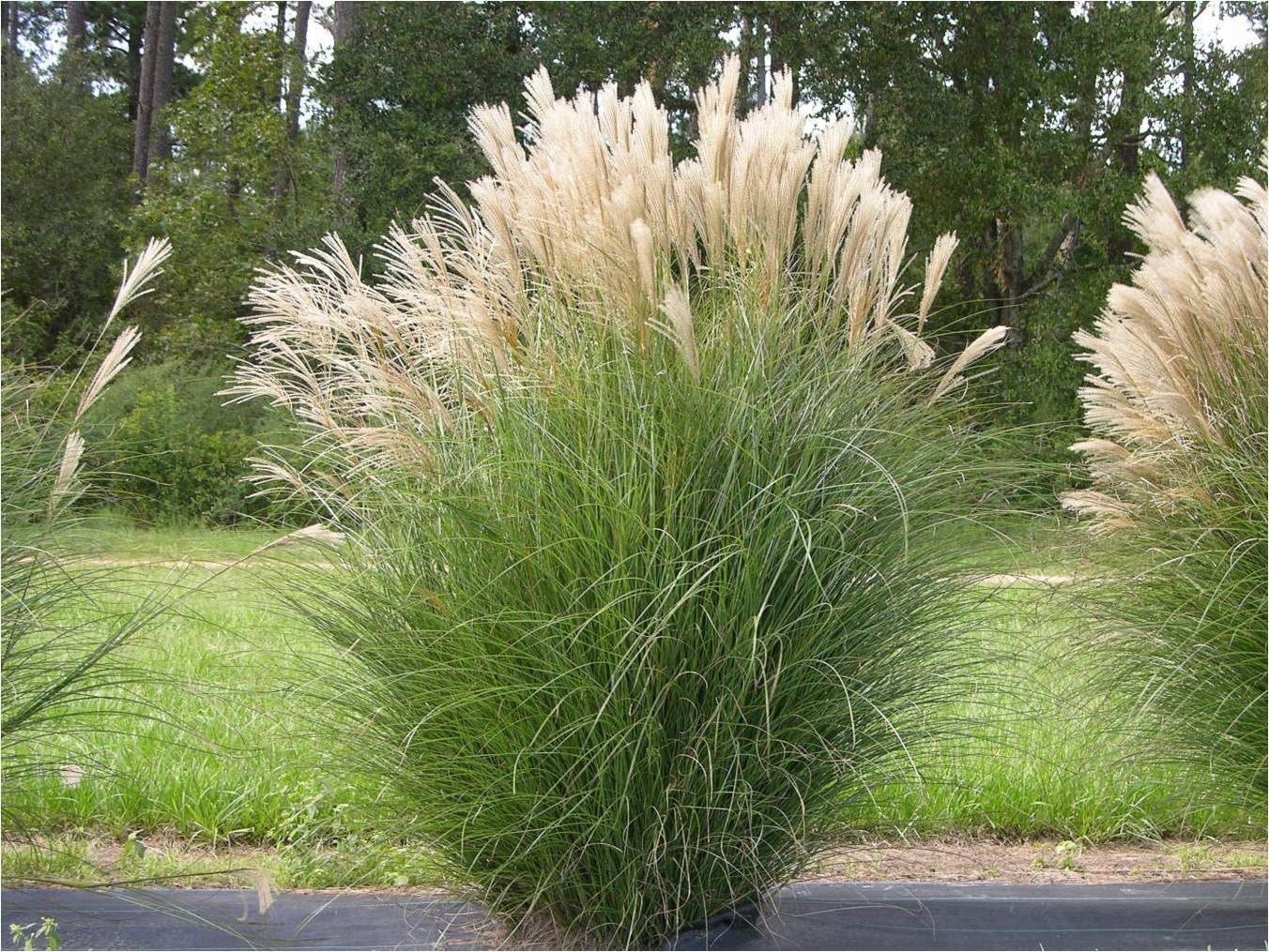 5 x Miscanthus sinensis 1 Liter (Ziergras/Gräser/Stauden/winterhart) Chinaschilf