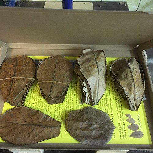 0,5kg Seemandelbaumblätter für Koi Karpfen, Garnelen und Aquarienfische - 500 Gramm (ca.20cm bis ca.30cm) Catappa Leaves