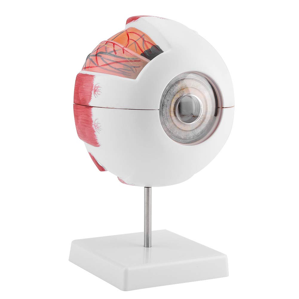 SANON Modell der Anatomie der Glühbirne Augenmuschel 6X Vergrößerung Modell Hand-Augenmuschel abnehmbar für den Studiounterricht der Anatomie