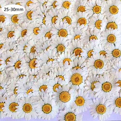 Maxtonser 100Pcs Real Natural Dried Pressed Flowers White Daisy Pressed Flower for Resin Jewelry Nail Stickers Makeup Art Crafts,DIY Pendant