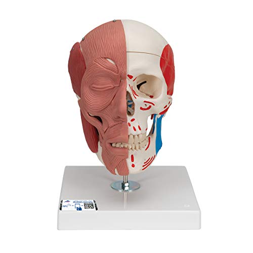3B Scientific Menschliche Anatomie - A300 Schädelmodell mit Gesichtsmuskulatur und magnetischen Verbindungen