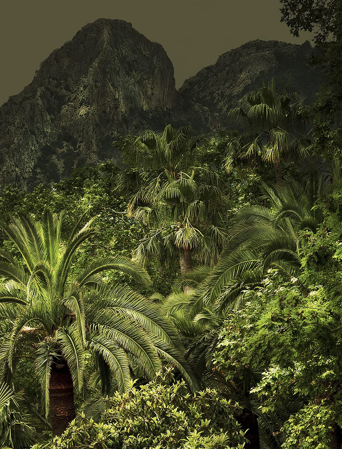 Jungles: Photgraphs by Olivia Lavergne