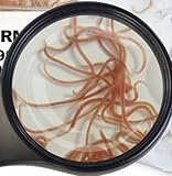 Lebendfutter SAHAWA Glanzwürmer 10 x 90 ml frisches gekühltes Lebendfutter schneller Versand