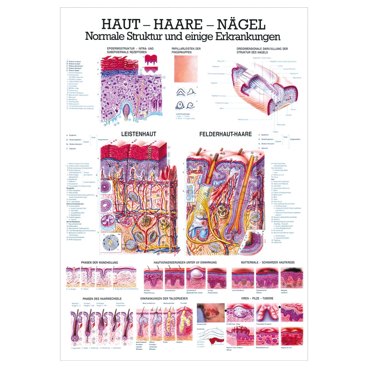 Rüdiger Haut-Haare-Nägel Lehrtafel Anatomie 100x70 cm medizinische Lehrmittel